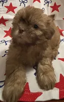 Girl #2, a female Shih Tzu for sale in Hutto, TX – 5 of 5