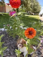 Girl #1, a female Shih Tzu for sale in Hutto, TX – 6 of 6