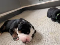 processed/041cec72-f045-458d-a574-f76a8367c341/listing/bf69ca4a-d7ac-4f10-b6e6-3fa536d8c613/5237facc-3655-45cb-804f-9e4260ee946f