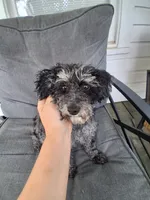 Lucy, a female Poodle - Miniature  for sale in Eight Mile, AL – Photo 5 of 6