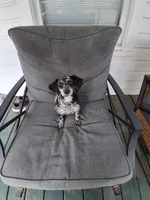 Lucy, a female Poodle - Miniature  for sale in Eight Mile, AL – Photo 2 of 6