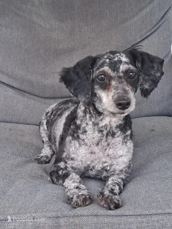 Lucy – Poodle - Miniature  puppy for sale in Eight Mile, AL