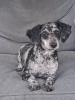 Lucy, a female Poodle - Miniature  for sale in Eight Mile, AL – Photo 1 of 6