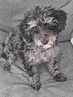 Lucy, a female Poodle - Miniature  for sale in Eight Mile, AL – Photo 6 of 6