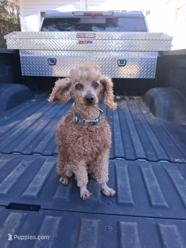 Copper  – Poodle - Miniature  puppy for sale in Eight Mile, AL