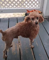 Copper , a male Poodle - Miniature  for sale in Eight Mile, AL – Photo 5 of 8