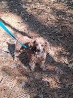 Copper , a male Poodle - Miniature  for sale in Eight Mile, AL – Photo 6 of 8