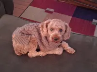 Copper , a male Poodle - Miniature  for sale in Eight Mile, AL – Photo 3 of 8