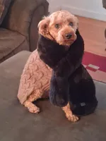 Copper , a male Poodle - Miniature  for sale in Eight Mile, AL – Photo 4 of 8