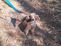Copper , a male Poodle - Miniature  for sale in Eight Mile, AL – Photo 7 of 8