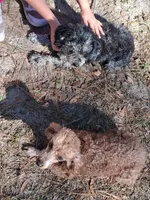 Copper , a male Poodle - Miniature  for sale in Eight Mile, AL – Photo 8 of 8