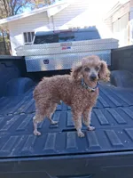 Copper , a male Poodle - Miniature  for sale in Eight Mile, AL – Photo 2 of 8