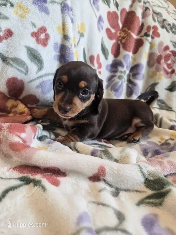 Female 3 – Miniature Dachshund puppy for sale in Yakima, WA