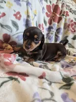 Female 3, a female Miniature Dachshund for sale in Yakima, WA – Photo 1 of 2