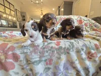 Piebald male, a female Miniature Dachshund for sale in Yakima, WA – Photo 5 of 5