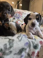 Piebald male, a female Miniature Dachshund for sale in Yakima, WA – Photo 4 of 5