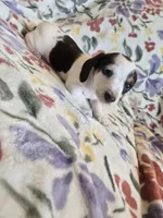 Piebald male, a female Miniature Dachshund for sale in Yakima, WA – Photo 2 of 5