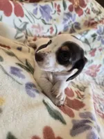 Piebald male, a female Miniature Dachshund for sale in Yakima, WA – Photo 3 of 5