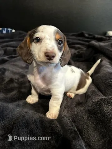 Piebald male – Miniature Dachshund puppy for sale in Yakima, WA