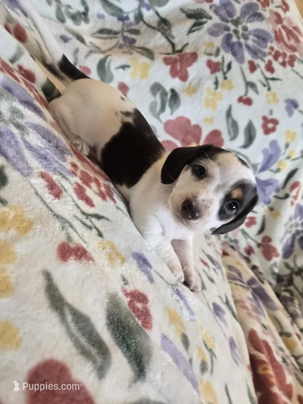 Piebald male – Miniature Dachshund puppy for sale in Yakima, WA