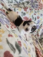 Piebald male, a female Miniature Dachshund for sale in Yakima, WA – Photo 1 of 5