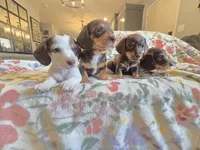 Female 2, a female Miniature Dachshund for sale in Yakima, WA – Photo 3 of 4