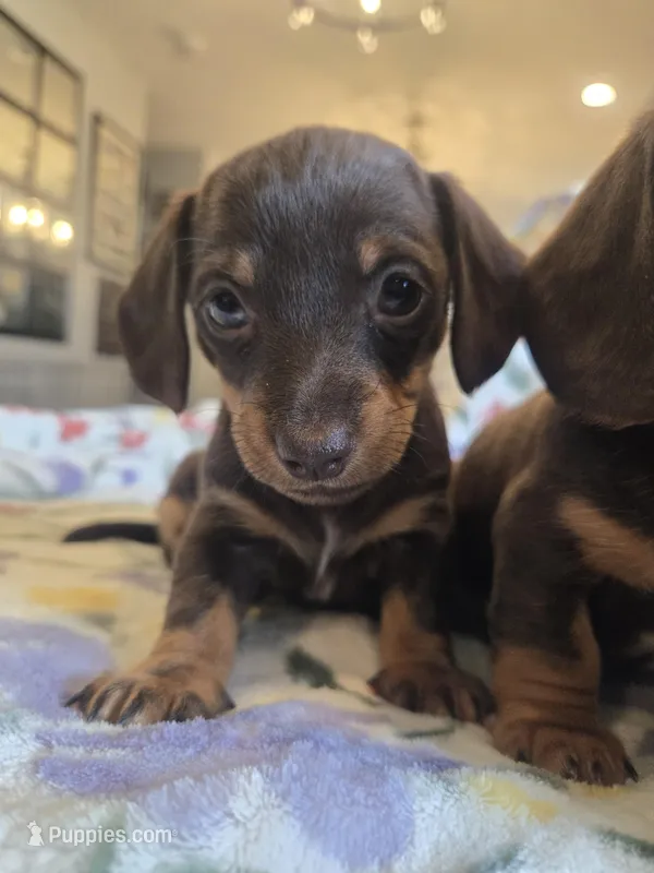 Female 2 – Miniature Dachshund puppy for sale in Yakima, WA