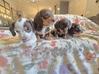 Female 2, a female Miniature Dachshund for sale in Yakima, WA – Photo 2 of 4