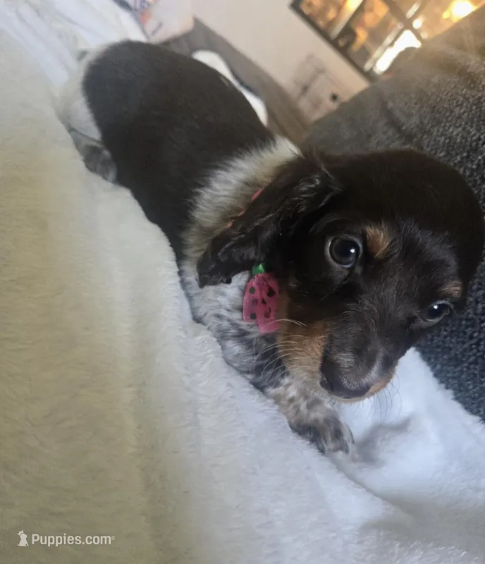 Long haired spotty – Miniature Dachshund puppy for sale in Yakima, WA