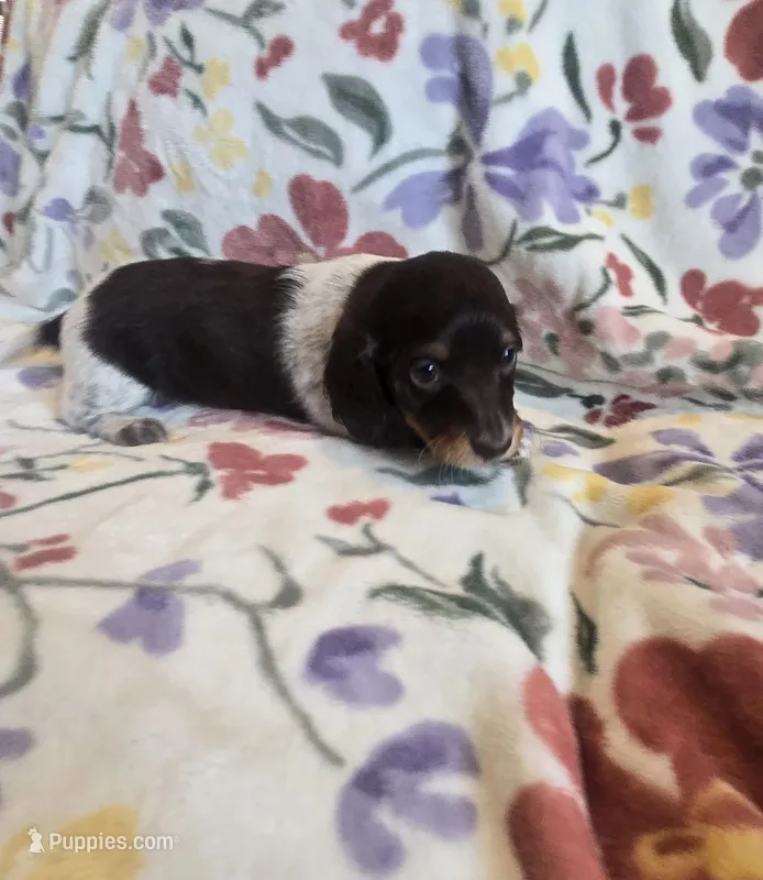 Long haired spotty – Miniature Dachshund puppy for sale in Yakima, WA