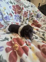 Long haired spotty, a female Miniature Dachshund for sale in Yakima, WA – Photo 4 of 4