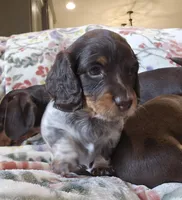 Long haired spotty, a female Miniature Dachshund for sale in Yakima, WA – Photo 2 of 4