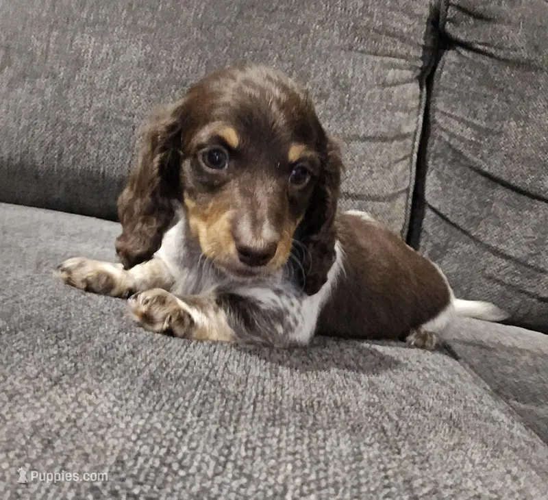Long haired  – Miniature Dachshund puppy for sale in Yakima, WA