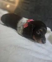 Long haired , a female Miniature Dachshund for sale in Yakima, WA – Photo 3 of 3