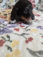 Long haired spotty, a female Miniature Dachshund for sale in Yakima, WA – Photo 3 of 4