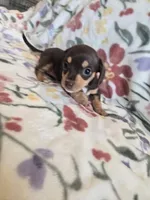 Princess, a female Miniature Dachshund for sale in Yakima, WA – Photo 3 of 4