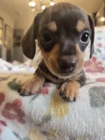 Princess, a female Miniature Dachshund for sale in Yakima, WA – Photo 1 of 4
