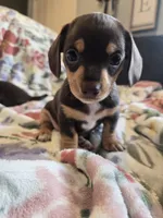 Princess, a female Miniature Dachshund for sale in Yakima, WA – Photo 4 of 4