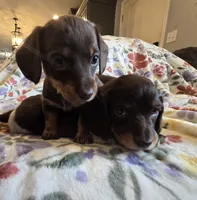 Princess, a female Miniature Dachshund for sale in Yakima, WA – Photo 2 of 4