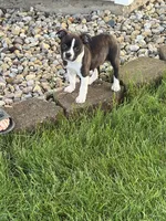 Max, a male Boston Terrier and Dachshund for sale in Warren, IN – 3 of 4