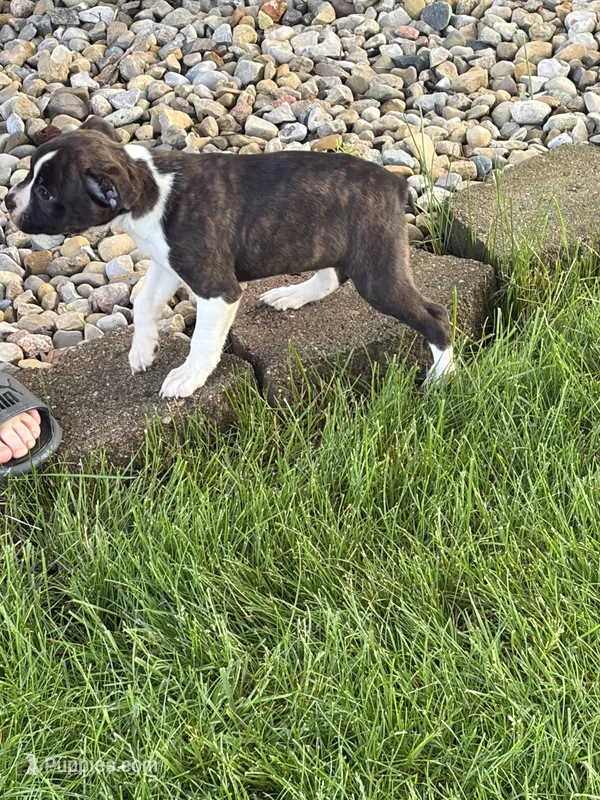 Max – Boston Terrier, Dachshund puppy for sale in Warren, IN