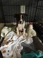 Max, a male Boston Terrier and Dachshund for sale in Warren, IN – 4 of 4