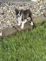 Max, a male Boston Terrier and Dachshund for sale in Warren, IN – 2 of 4