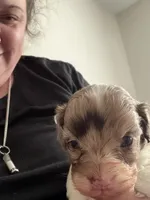 Winston , a male Cockapoo and Poodle - Toy  for sale in Fairborn, OH – Photo 1 of 5