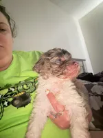 Winston , a male Cockapoo and Poodle - Toy  for sale in Fairborn, OH – Photo 2 of 5