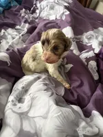 Winston , a male Cockapoo and Poodle - Toy  for sale in Fairborn, OH – Photo 4 of 5