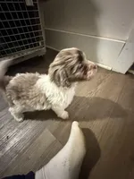 Winston , a male Cockapoo and Poodle - Toy  for sale in Fairborn, OH – Photo 5 of 5