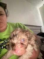 Winston , a male Cockapoo and Poodle - Toy  for sale in Fairborn, OH – Photo 3 of 5