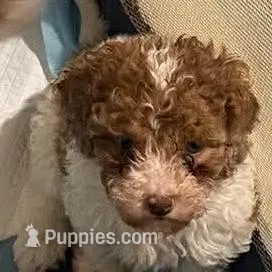 Winston and Apollo, a male Cockapoo and Poodle - Toy  for sale in Fairborn, OH – Photo 2 of 6