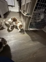 Winston and Apollo, a male Cockapoo and Poodle - Toy  for sale in Fairborn, OH – Photo 5 of 6